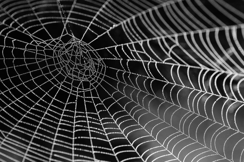 cobweb, web, dew-921039.jpg